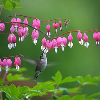 Spring hummingbird flowers wallpaper