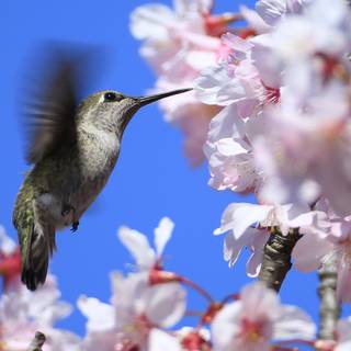 Spring hummingbird flowers wallpaper