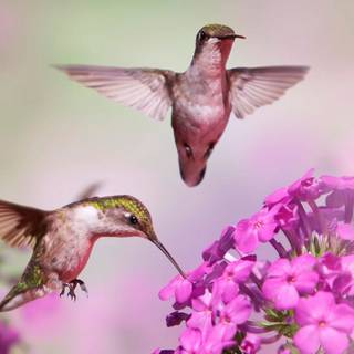 Spring hummingbird flowers wallpaper