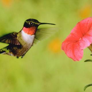 Spring hummingbird flowers wallpaper