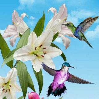 Spring hummingbird flowers wallpaper