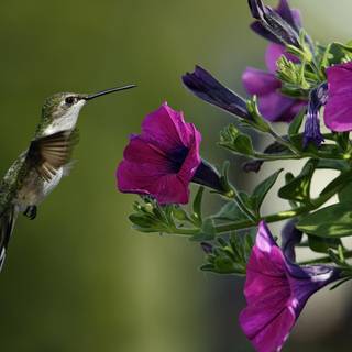 Spring hummingbird flowers wallpaper
