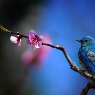 Spring hummingbird flowers wallpaper