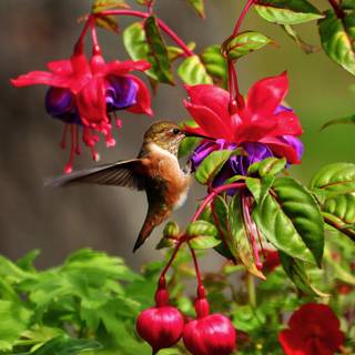 Spring hummingbird flowers wallpaper