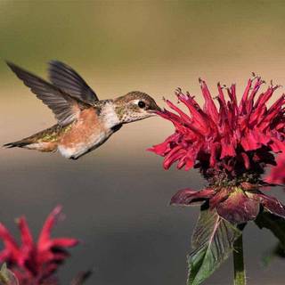 Spring hummingbird flowers wallpaper