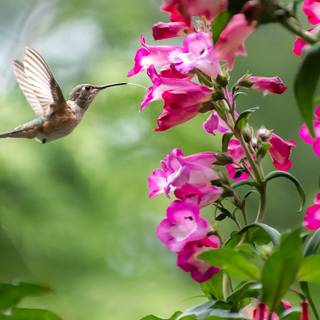 Spring hummingbird flowers wallpaper