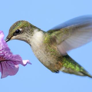 Spring hummingbird flowers wallpaper