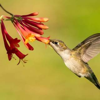 Spring hummingbird flowers wallpaper