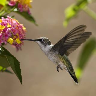 Spring hummingbird flowers wallpaper