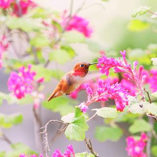 Spring hummingbird flowers wallpaper