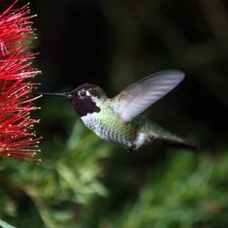 Spring hummingbird flowers wallpaper