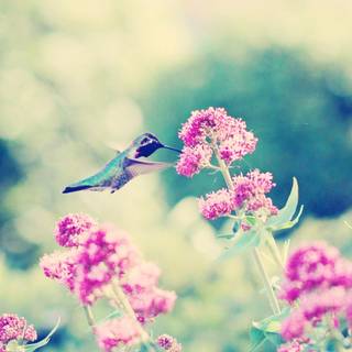 Spring hummingbird flowers wallpaper