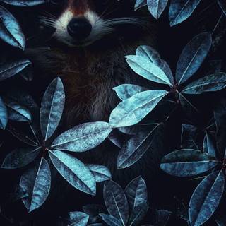 Cute spring racoon wallpaper