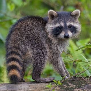 Cute spring racoon wallpaper