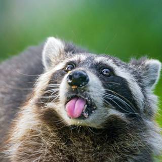 Cute spring racoon wallpaper