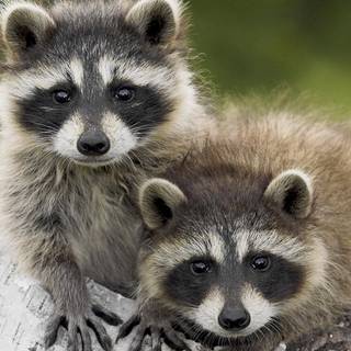 Cute spring racoon wallpaper