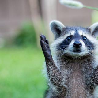 Cute spring racoon wallpaper