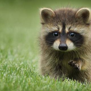 Cute spring racoon wallpaper