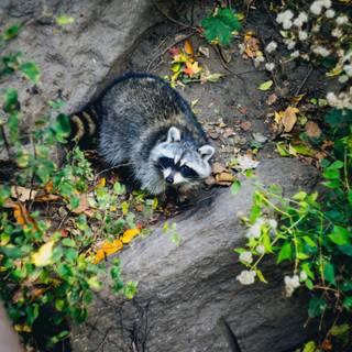 Cute spring racoon wallpaper