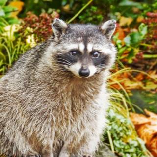 Cute spring racoon wallpaper