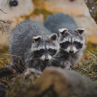 Cute spring racoon wallpaper