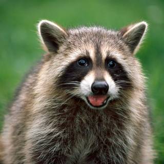 Cute spring racoon wallpaper