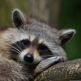 Cute spring racoon wallpaper