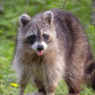 Cute spring racoon wallpaper