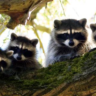 Cute spring racoon wallpaper