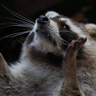 Cute spring racoon wallpaper