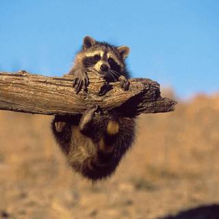Cute spring racoon wallpaper