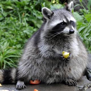 Cute spring racoon wallpaper