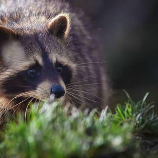 Cute spring racoon wallpaper