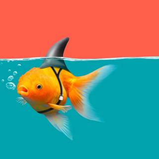 Fish ultra HD wallpaper