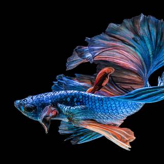 Fish ultra HD wallpaper