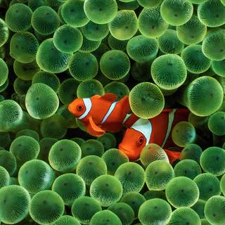 Fish ultra HD wallpaper