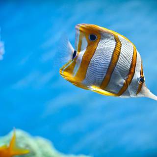 Fish ultra HD wallpaper