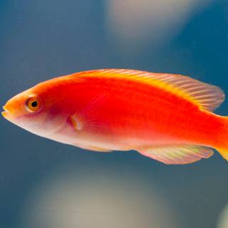 Fish ultra HD wallpaper