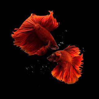 Fish ultra HD wallpaper