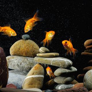 Fish ultra HD wallpaper