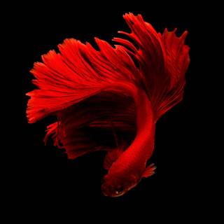 Fish ultra HD wallpaper