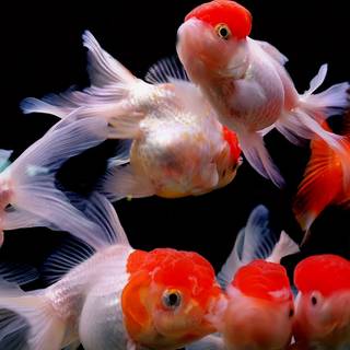 Fish ultra HD wallpaper