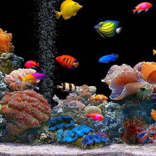 Fish ultra HD wallpaper