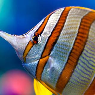 Fish ultra HD wallpaper