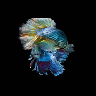 Fish ultra HD wallpaper