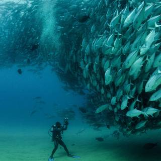 Fish ultra HD wallpaper