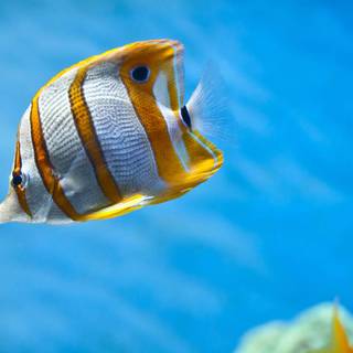 Fish ultra HD wallpaper