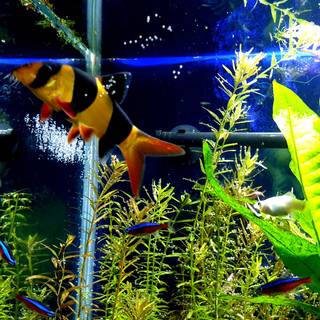 Fish ultra HD wallpaper