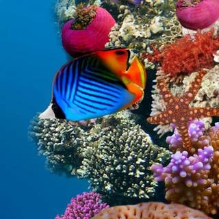 Fish ultra HD wallpaper