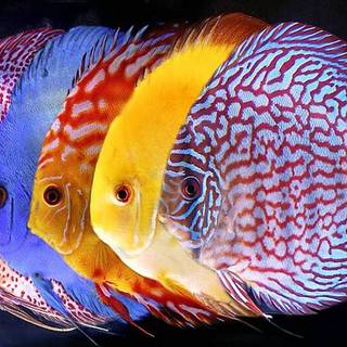 Fish ultra HD wallpaper